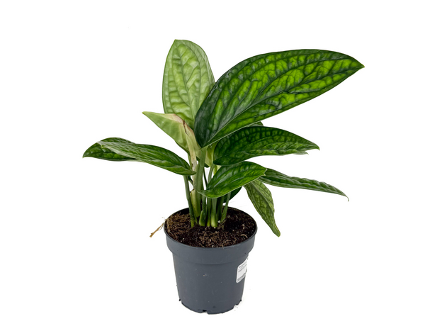 Эпипремнум Марбл Планет