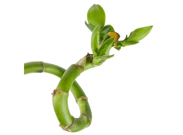 Бамбук лаки спираль