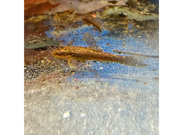 Отоцинклюс негрос (Otothyropsis piribebuy)