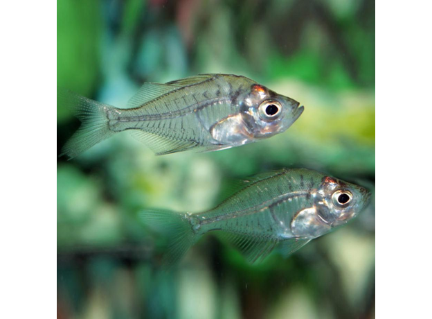 Окунь стеклянный Вольфа (Parambassis wolffii)