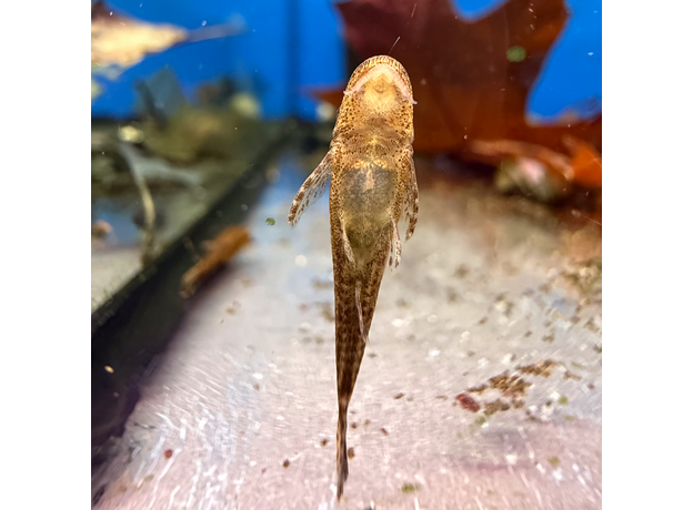 Отоцинклюс негрос (Otothyropsis piribebuy)