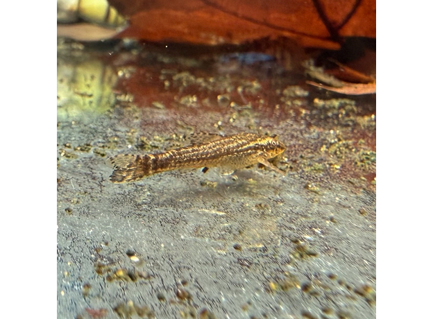 Отоцинклюс негрос (Otothyropsis piribebuy)