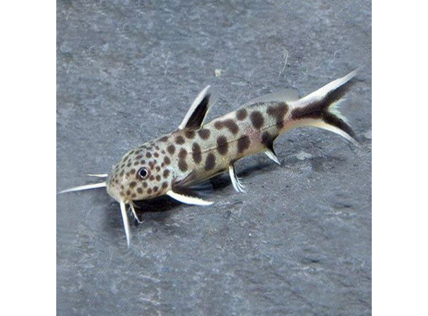 Сом Синодонтис петрикола (Synodontis petricola)