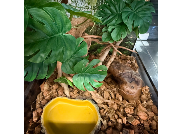 Террариумный комплект "Бэби Джангл"