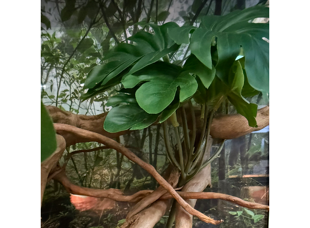 Террариумный комплект "Бэби Джангл"