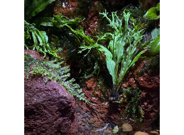 Флорариумный комплект "Старик и море"