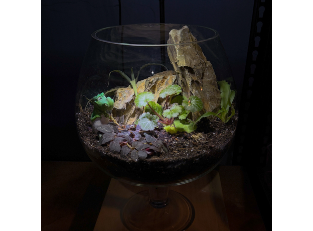Флорариумный комплект "Юрасик 2.0"