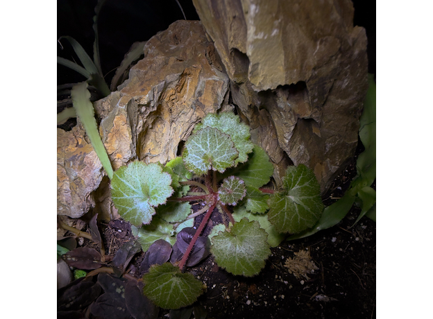 Флорариумный комплект "Юрасик 2.0"