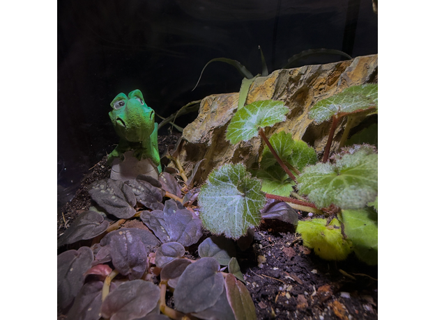 Флорариумный комплект "Юрасик 2.0"