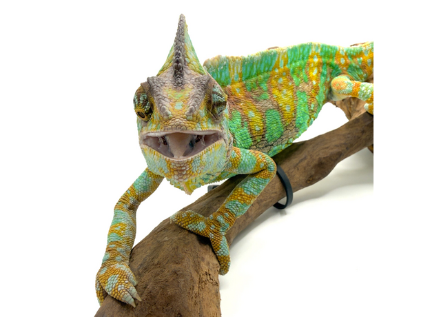 Хамелеон йеменский Олег