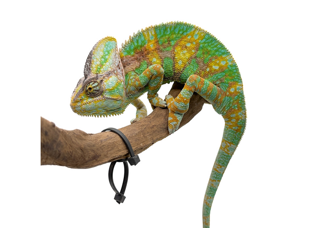 Хамелеон йеменский Олег