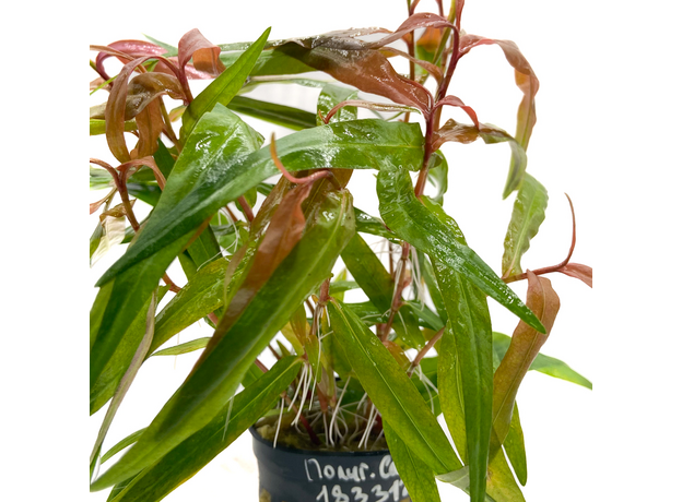 Полигониум Сао-Пауло, Горец (в горшке) (Polygonum sp.Sao Paulo)