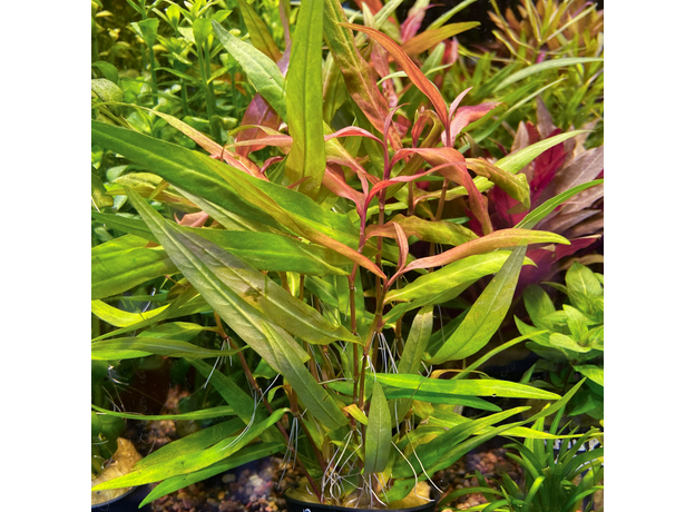 Полигониум Сао-Пауло, Горец (в горшке) (Polygonum sp.Sao Paulo)