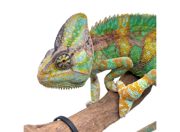 Хамелеон йеменский Олег