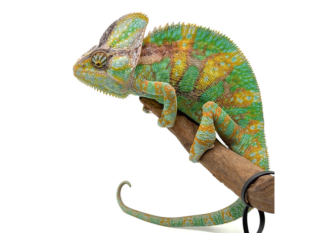 Хамелеон йеменский Олег