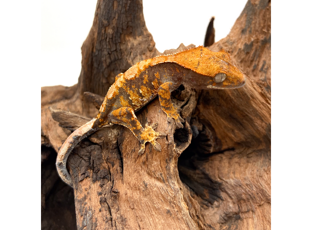 Геккон новокаледонский реснитчатый (бананоед) Extrem