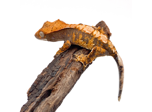 Геккон новокаледонский реснитчатый (бананоед) Extrem