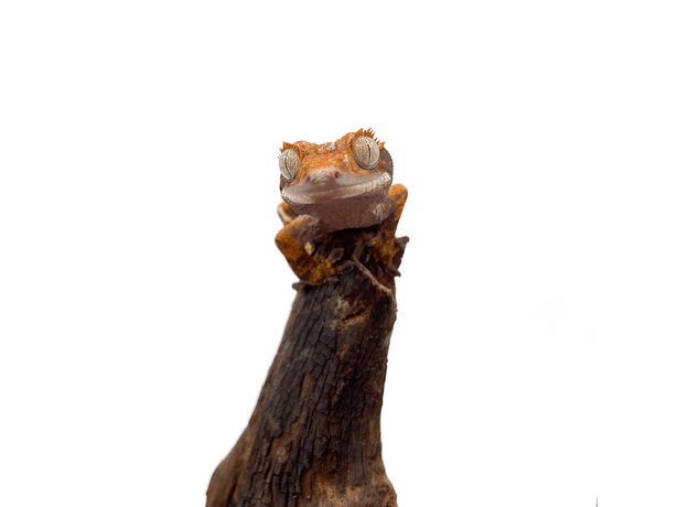 Геккон новокаледонский реснитчатый (бананоед) Extrem