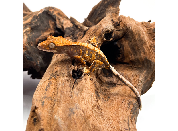 Геккон новокаледонский реснитчатый (бананоед) Extrem