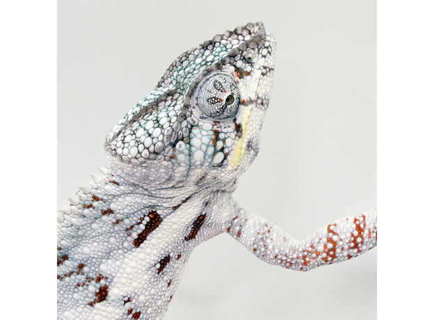 Хамелеон пантеровый самец Nosy Boraha, XL