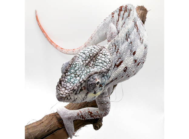 Хамелеон пантеровый самец Nosy Boraha, XL