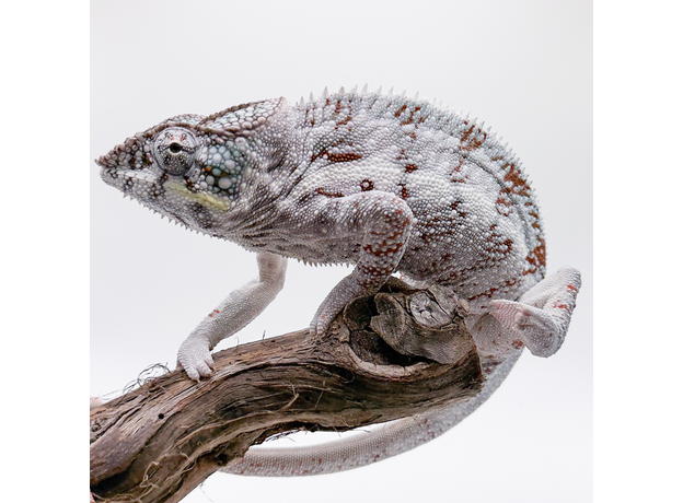 Хамелеон пантеровый самец Nosy Boraha, XL