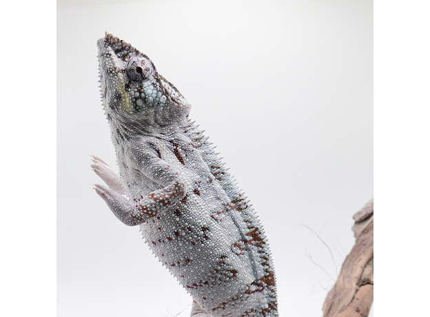 Хамелеон пантеровый самец Nosy Boraha, XL