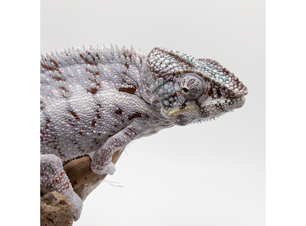 Хамелеон пантеровый самец Nosy Boraha, XL