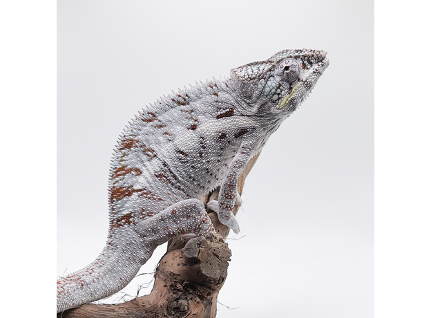 Хамелеон пантеровый самец Nosy Boraha, XL