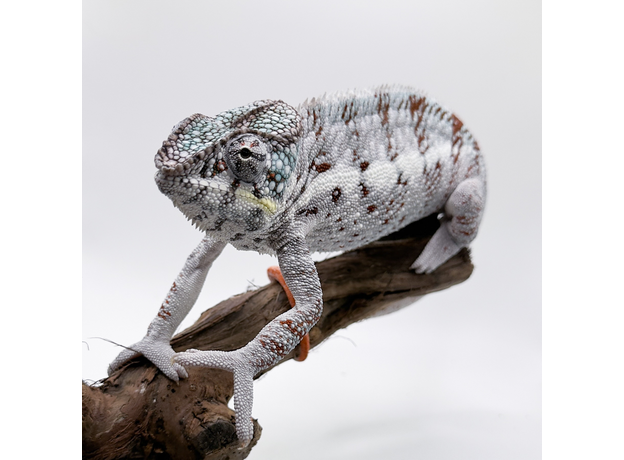 Хамелеон пантеровый самец Nosy Boraha, XL