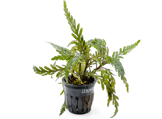 Гигрофила паравитота (в горшке) (Hygrophila corymbosa parawitota)