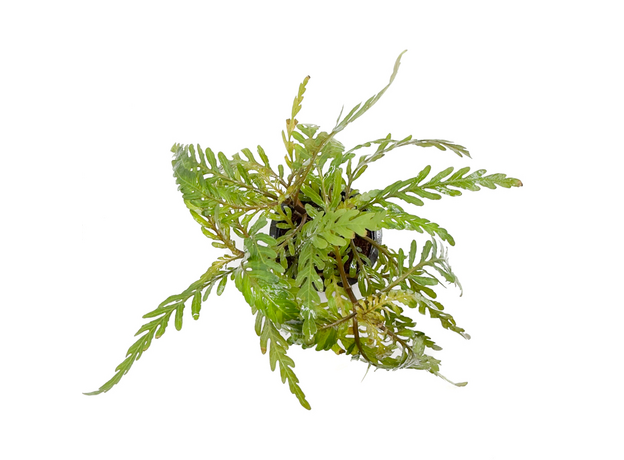 Гигрофила паравитота (в горшке) (Hygrophila corymbosa parawitota)