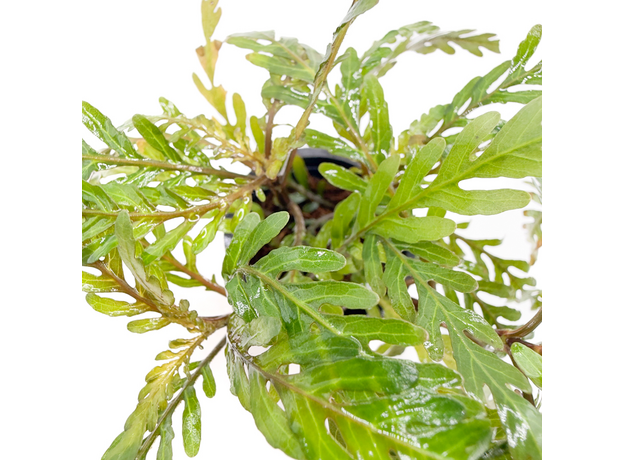 Гигрофила паравитота (в горшке) (Hygrophila corymbosa parawitota)