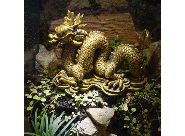 Флорариумный комплект "Склон Золотого Дракона"