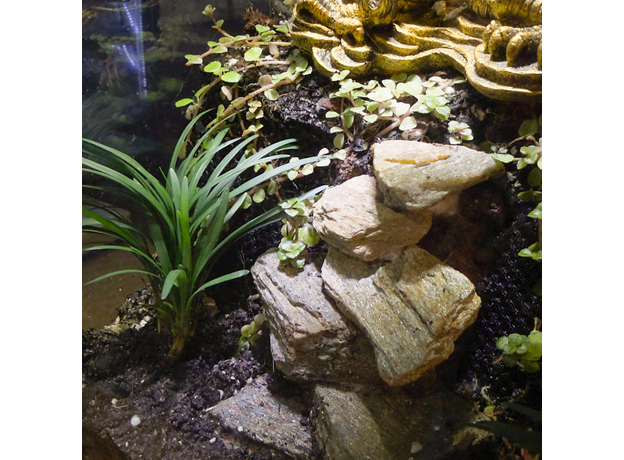 Флорариумный комплект "Склон Золотого Дракона"