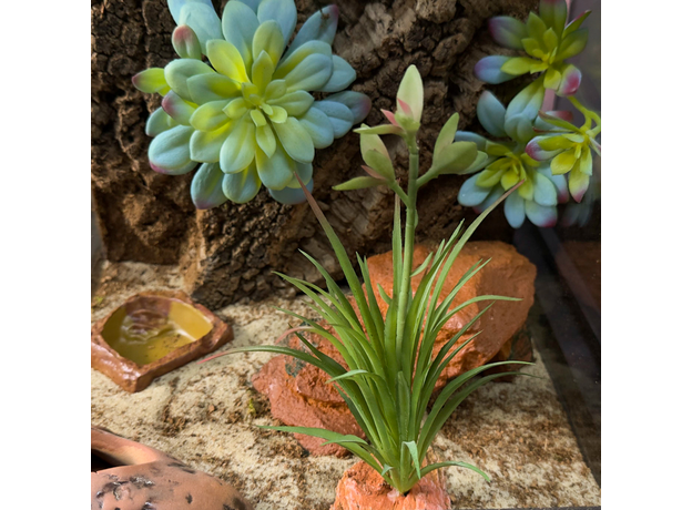 Террариумный комплект "Роза пустыни"