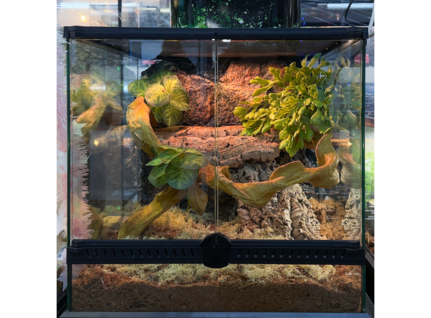 Террариумный комплект "Солнечная кочка"