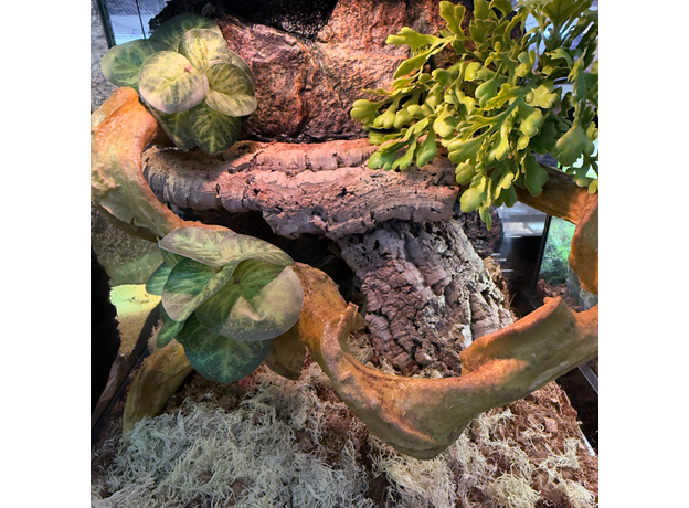 Террариумный комплект "Солнечная кочка"