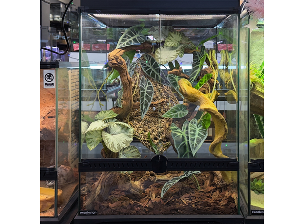 Террариумный комплект "Безмятежность и лианы"