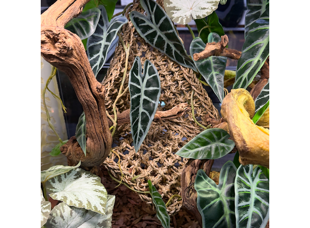 Террариумный комплект "Безмятежность и лианы"