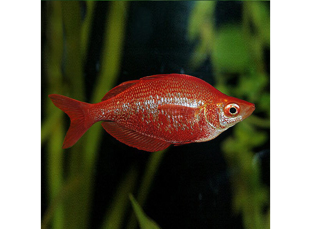 Радужница Глоссолепис ML (Glossolepis incisus)