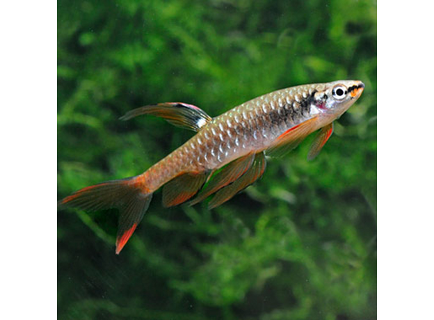 Копелла арнольда L (Copella arnoldi)