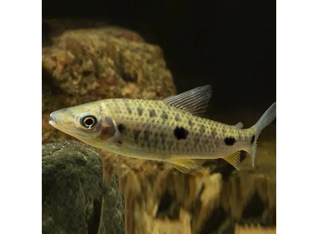 Лепорин венесуэльский, штейермарки (Leporinus steyermarki)