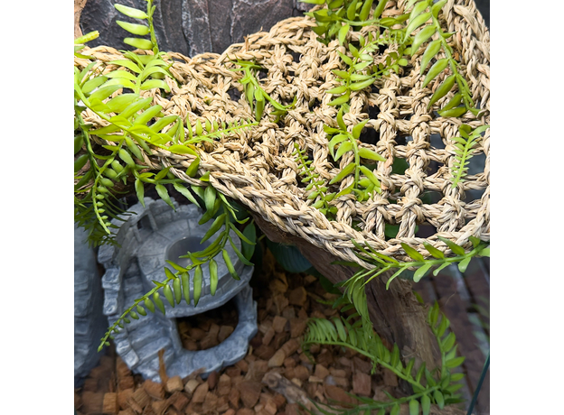 Террариумный комплект "Рыцарю круглого стола"