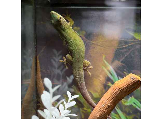 Фельзума линейчатая, L