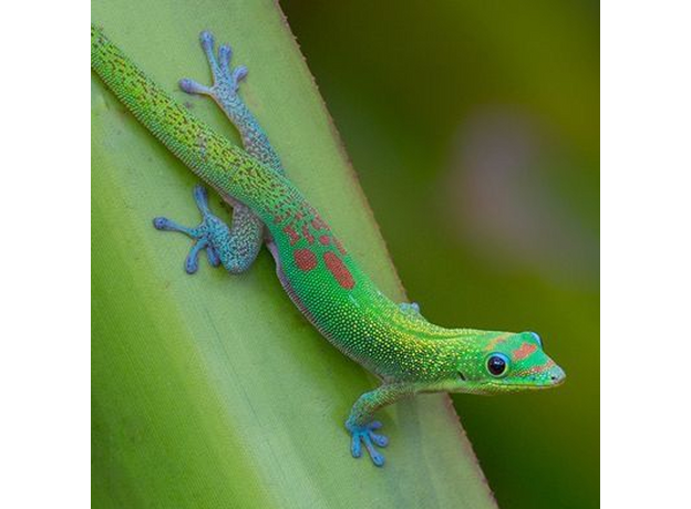 Фельзума широкохвостая, L