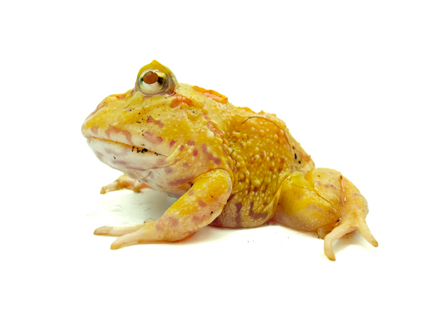 Рогатка Кранвелла 4-spot patternless/ patternless Albino