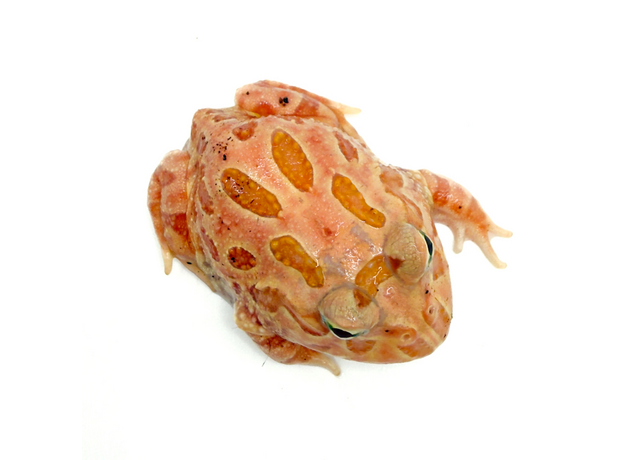 Рогатка Кранвелла Strawberry