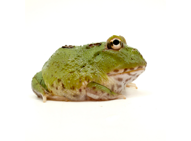 Рогатка Кранвелла green 4-spot