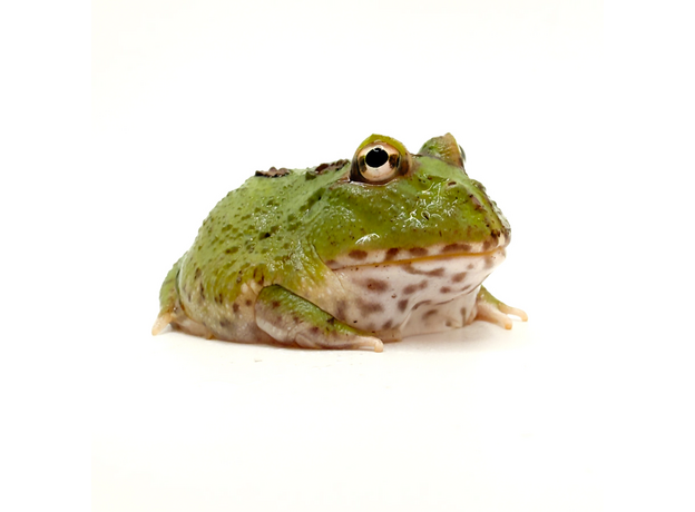 Рогатка Кранвелла green 4-spot